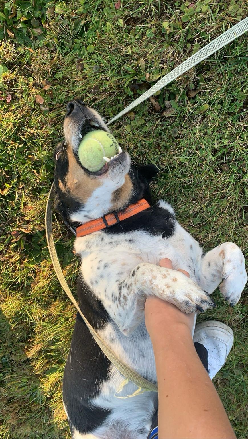 Mein Hund Basti