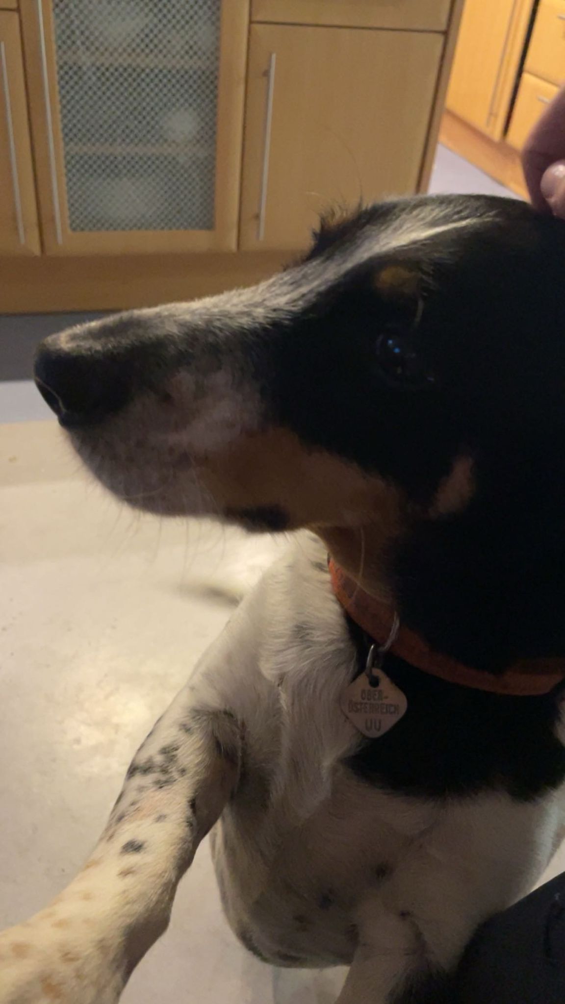 Mein Hund Basti