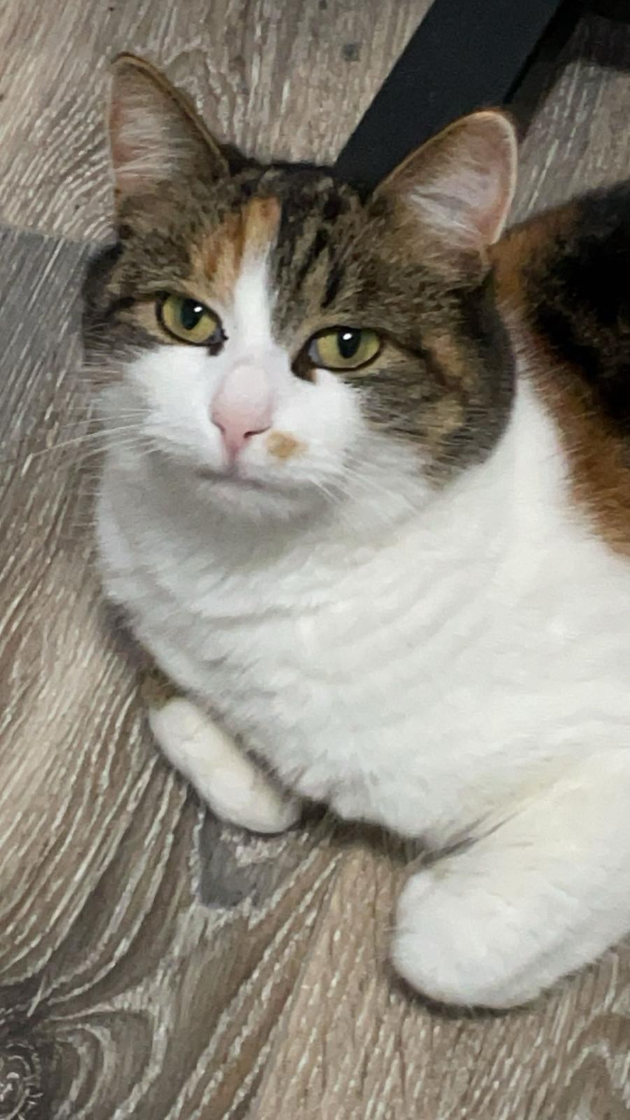 Meine Katze grace
