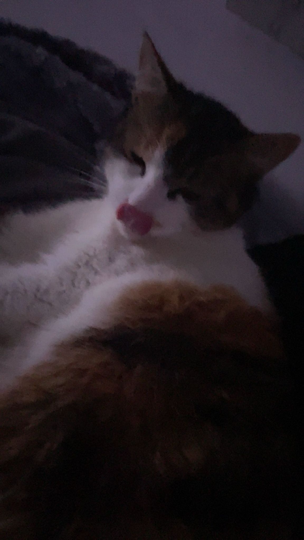 Meine Katze grace 