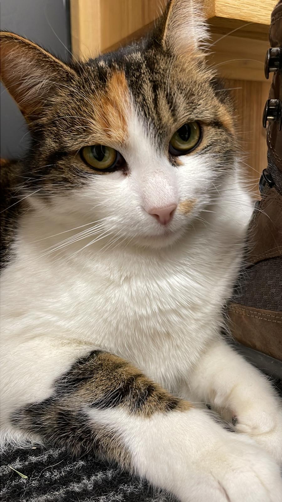 meine Katze Grace