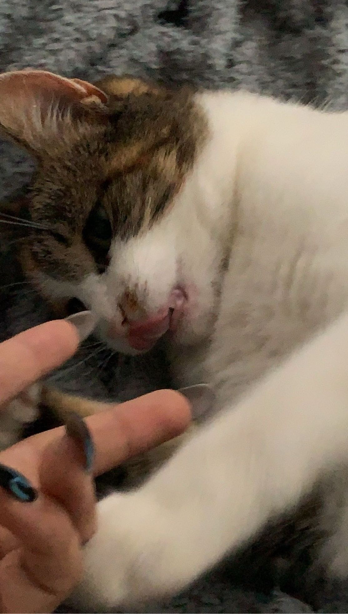 meine Katze grace