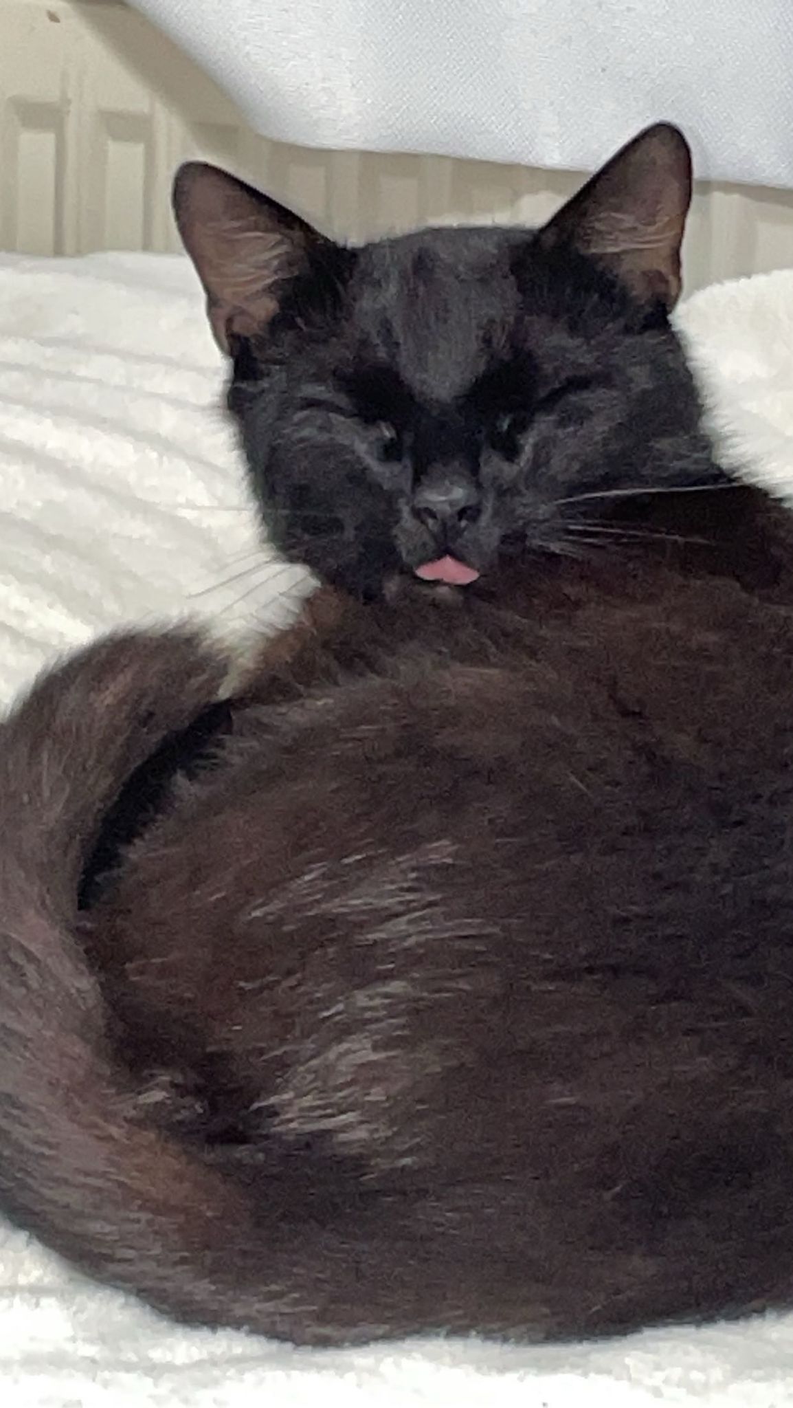 Meine Katze Jackie