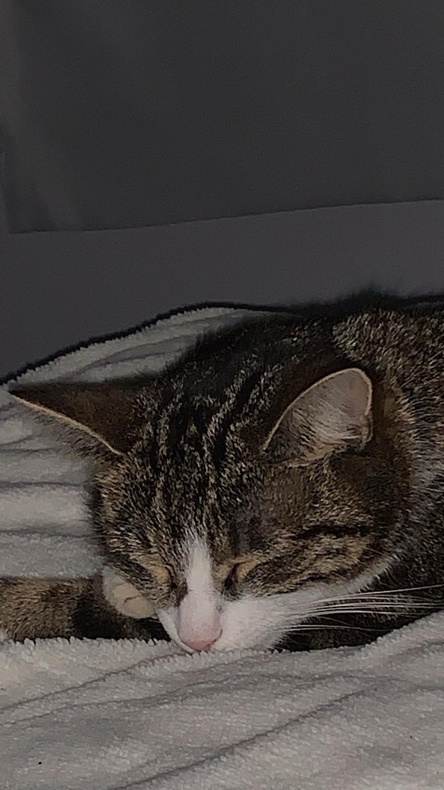 Meine Katze Koks