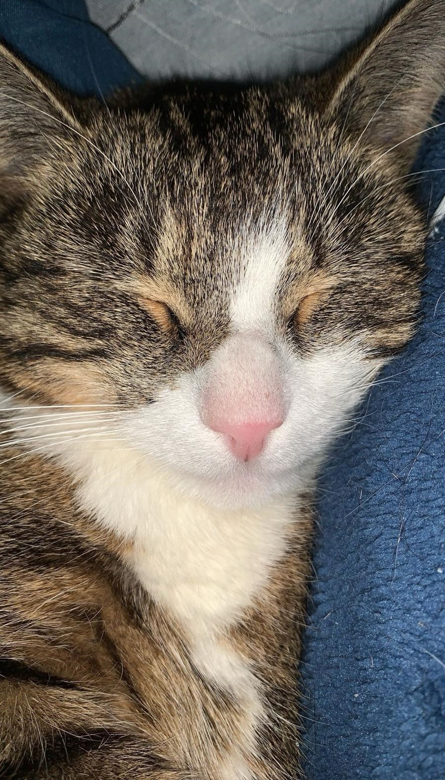 meine Katze koks