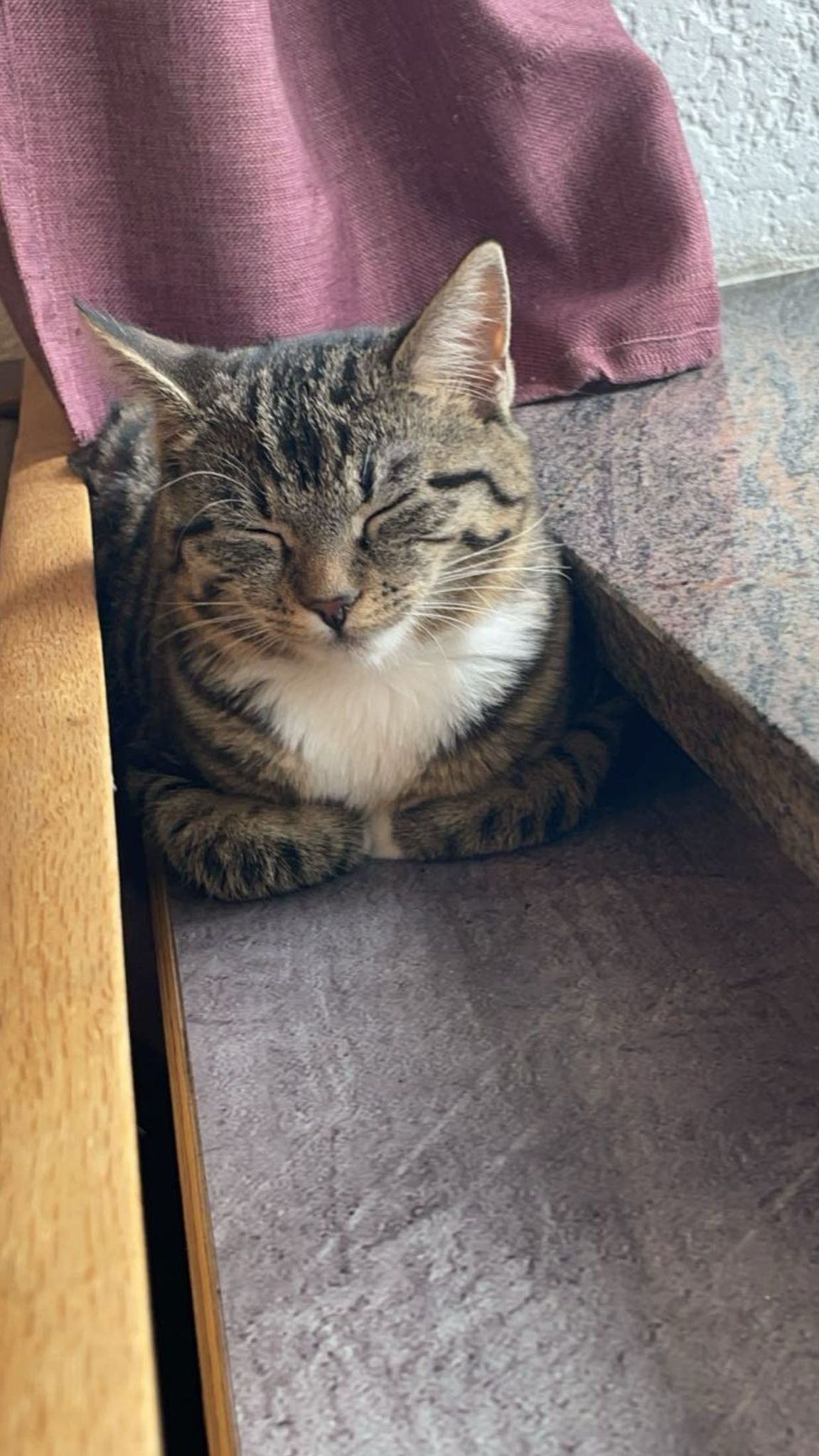 Meine Katze Mina